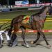Star Queensland trotter confirmed for NZ slot race