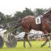Five Crowns mint in Supremacy heat