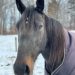 Watch future racehorses born at PA farm