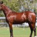 Winning dams adorn Redcliffe Yearling Sale catalogue