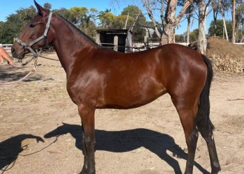 Has big Kev got a Shoobee for you? 