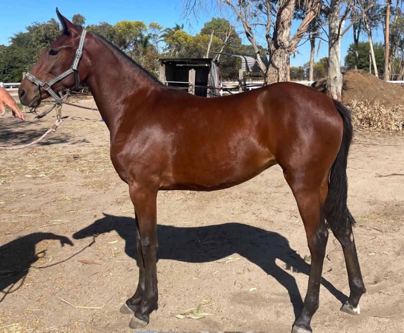 Has big Kev got a Shoobee for you? 1