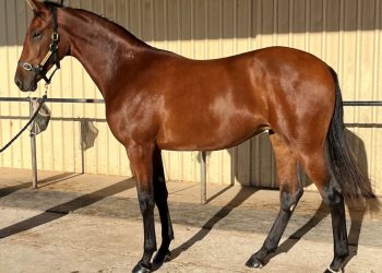 Prominent Northern Horsewomen combine for APG Yearling Sale