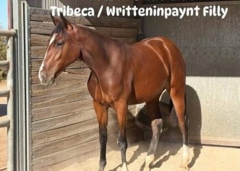 “Best filly we’ve ever bred” – SA BOTRA President Says