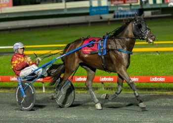 Northern trotter is reaching new heights