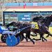 Andover Hall gelding edges ahead in photo finish 2
