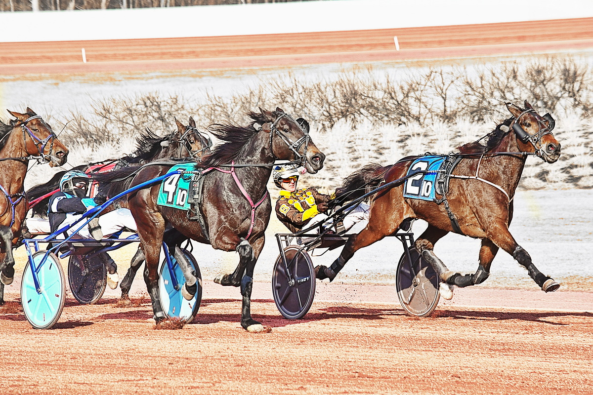 56th win for Explosive Matter gelding 1