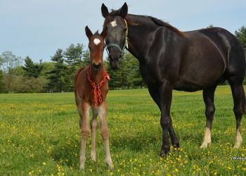 Thong dies from foaling complications