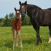 Thong dies from foaling complications