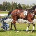 Wag Star returns to winning form in Wyndham Cup
