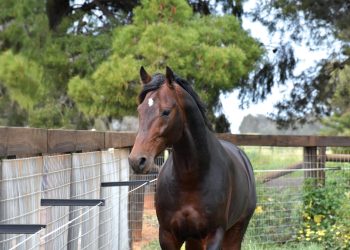 Hewitts pinning Tiara hopes on Lather Up filly