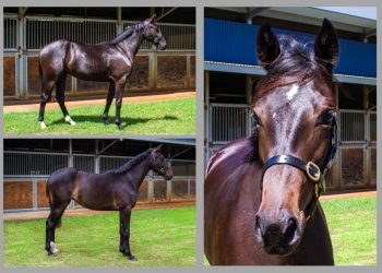 Johnson couldn’t Wish for Bettor trio