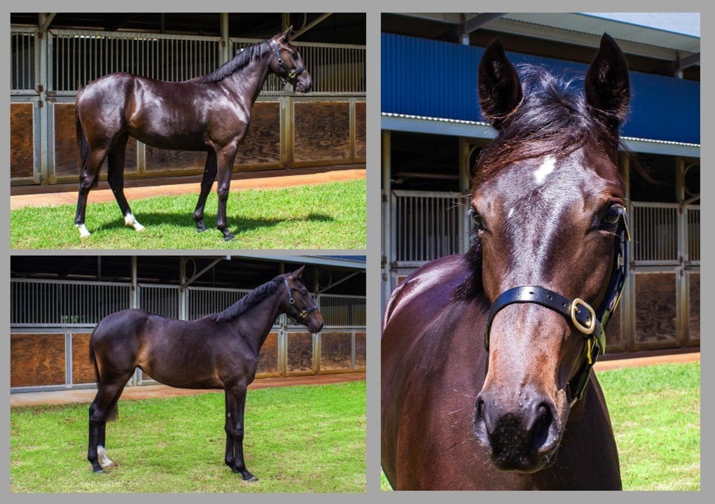 Johnson couldn’t Wish for Bettor trio 1