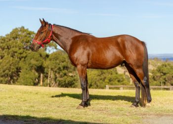 Well-bred colt related to Champion Group One stars 