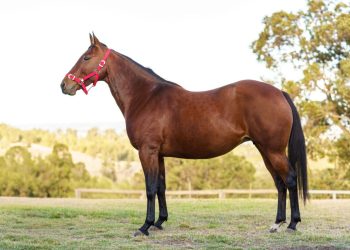 Broodmare gem leaves a rich legacy