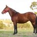 Broodmare gem leaves a rich legacy