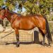 Lot 7 at Dr Dewar Estate Sale boasts immaculate breeding