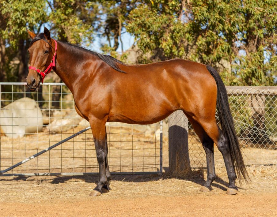 Lot 7 at Dr Dewar Estate Sale boasts immaculate breeding 1