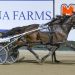Max Delight shocks Swayzee at Menangle 2 Max Delight shocks Swayzee at Menangle