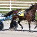 Picksixking swoops to victory 2 RELEASE: Picksixking Swoops to Victory in Oak Grove Feature