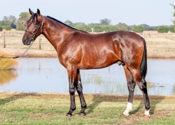 The pricetags behind the Nutrien Equine Classic heat runners