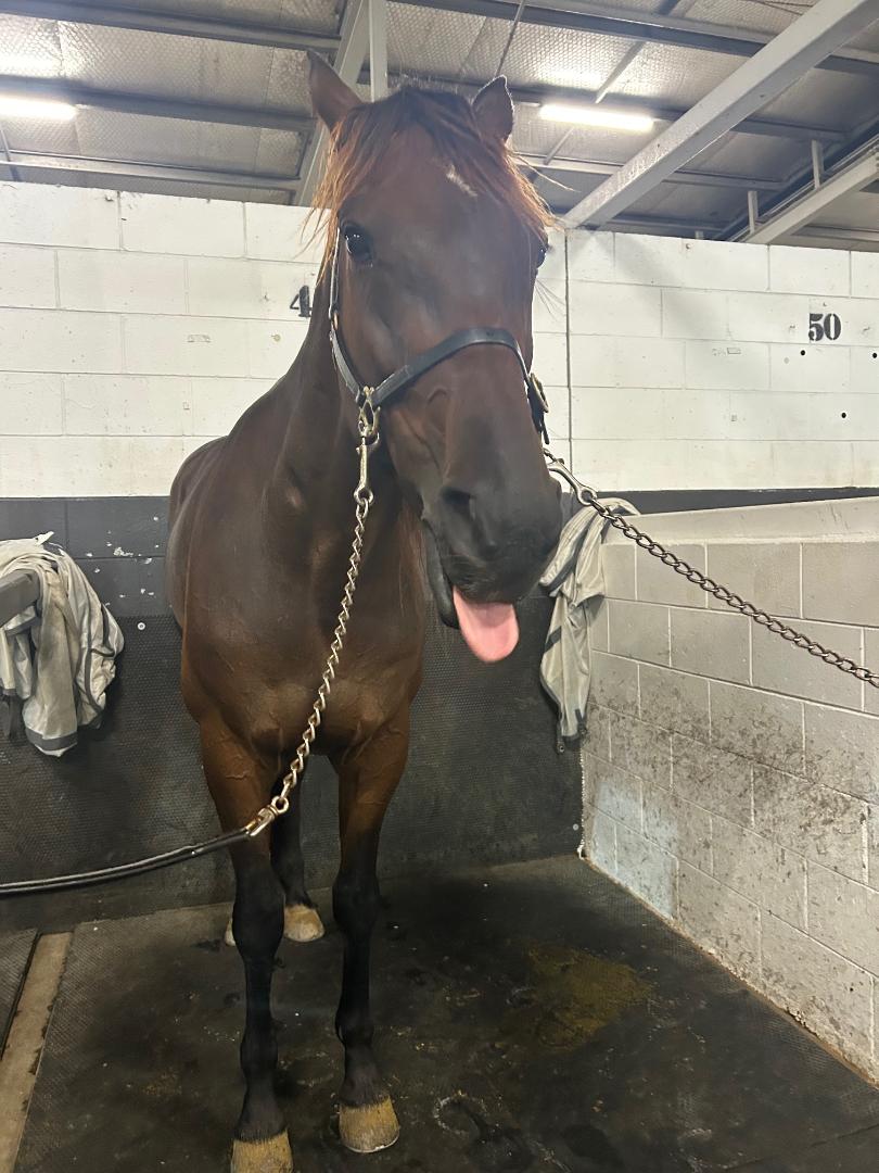 Tims A Trooper breaks through for well deserved win 2