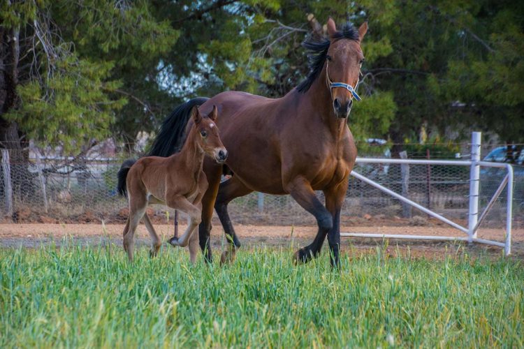 NSW pulls the pin on breeder subsidy 1