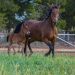 NSW pulls the pin on breeder subsidy
