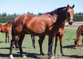 Broodmare gem Cullen Who offered on Gavelhouse