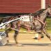 Chalk Hanover gives Roberts grand slam 6