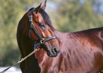 A Tale of Two Continents