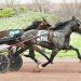 Five Hambo hopefuls to start in $100,000 Bunker Hill Trot 2