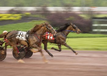 Lionheart Hanover eyes rare ‘Double-Double’