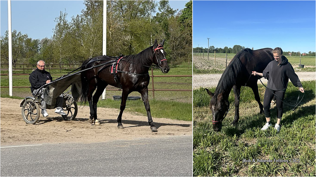 Logan Park takes on the world in the Elitloppet 1