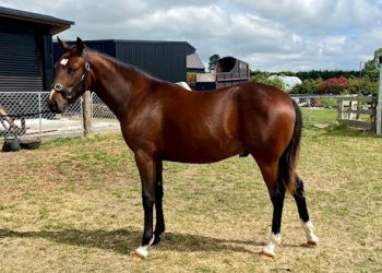 18 Lot auction online now