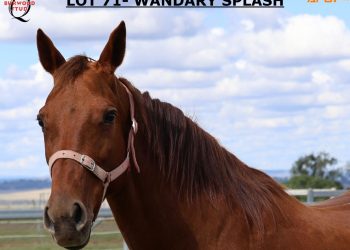 Winning racemare makes splash at stud