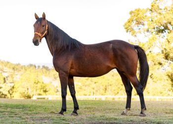 The best bloodlines in both hemispheres