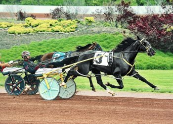 Louprint retains top spot as Beau Jangles climbs