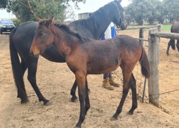 Young mare has so much potential