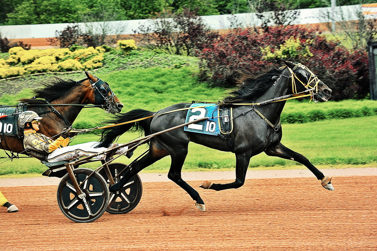 Buter wins six including main trot 1