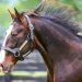 Sweet Lou crowned leading Australia sire for the first time 2 A Tale of Two Continents