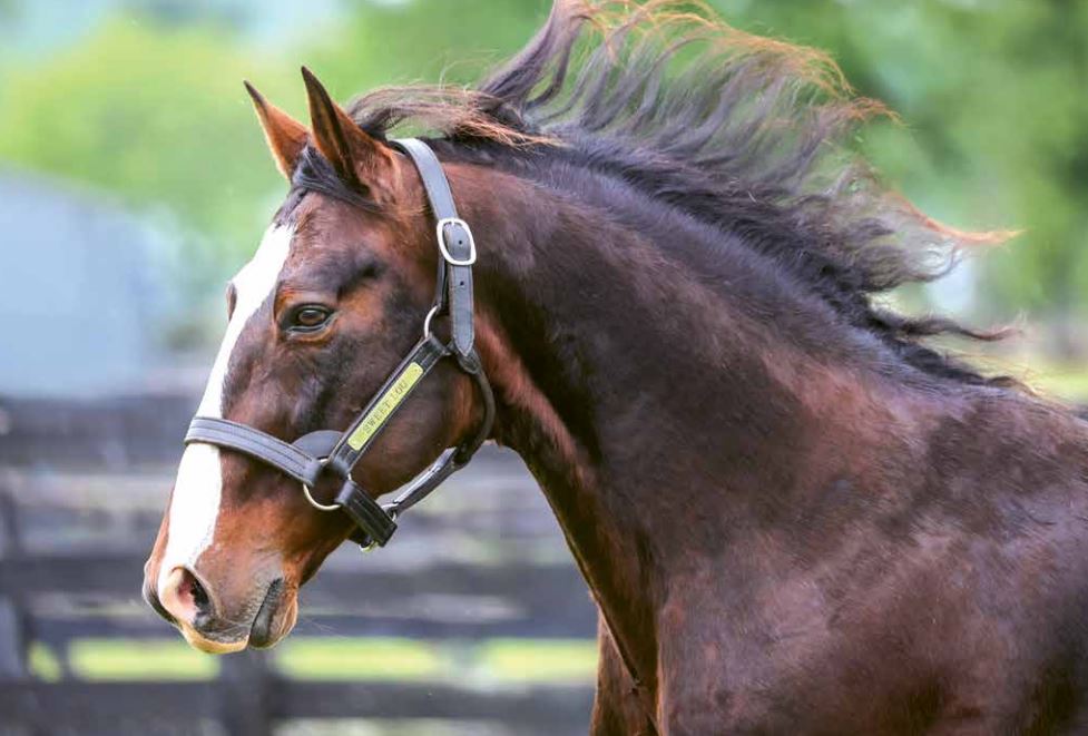 Sweet Lou crowned leading Australia sire for the first time 1