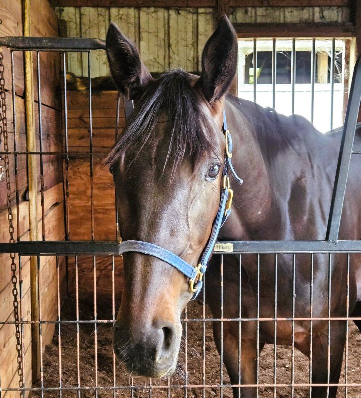 Woody’s Girl looking to follow in sister’s hoofprints 1