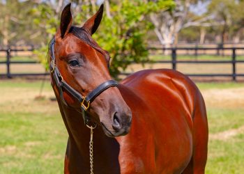 Half-sister of WA Oaks winner looks a good buy 