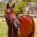 Half-sister of WA Oaks winner looks a good buy 