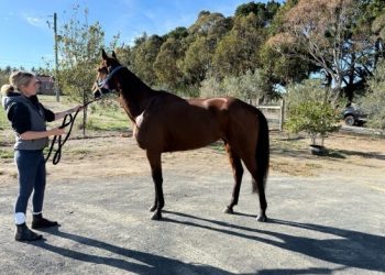 Massive breeding career awaits for Sahara Dreaming 