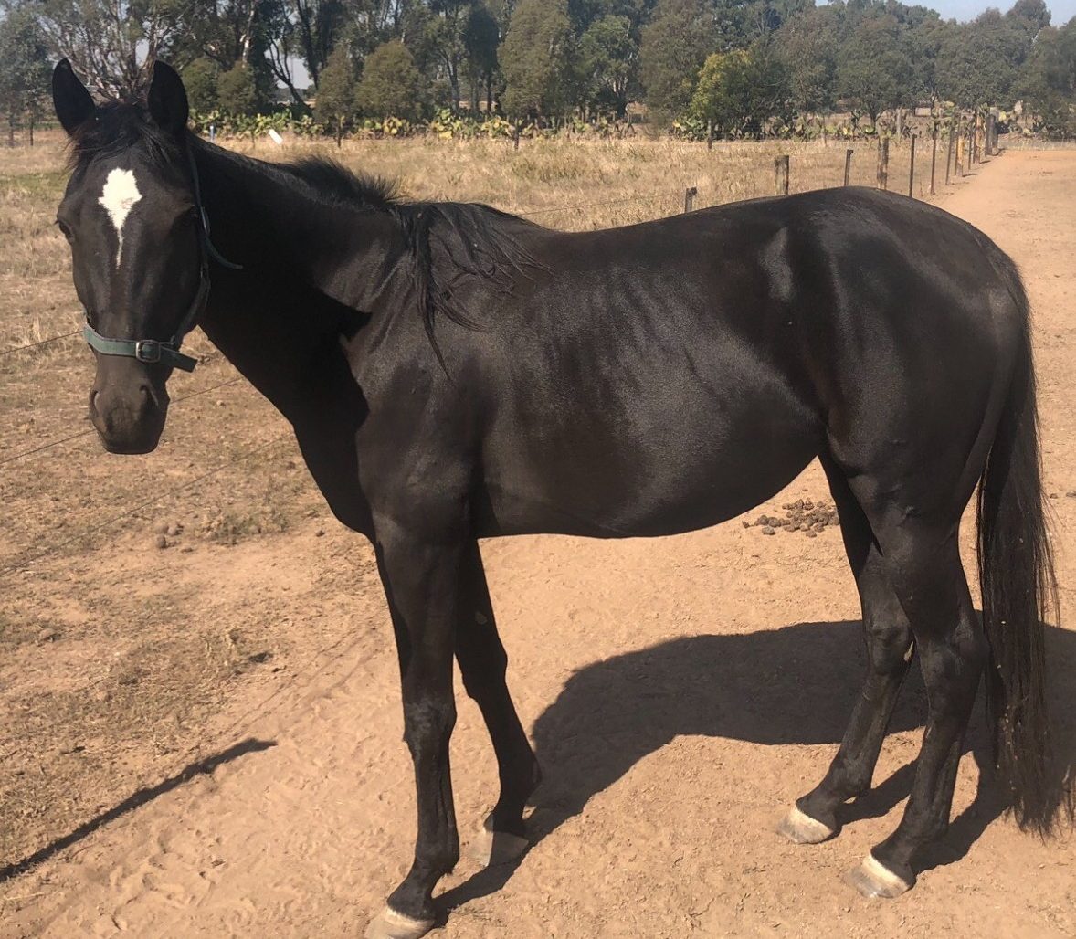 These Lots will attract attention in the APG Autumn Sale 1