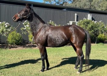 Half siblings to Group 1 winners on offer at APG Autumn Sale