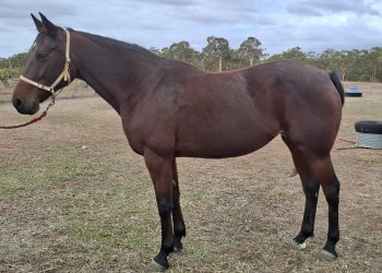 Best in the West on show in APG Autumn Mix Sale