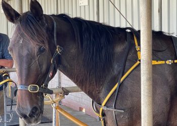 Bettors daughter from elite family